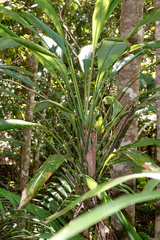 Cordyline petiolaris