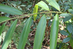Alpinia caerulea