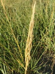 Tridens albescens