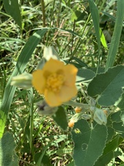 Allowissadula lozanoi