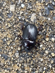 Euetheola