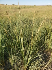 Tridens albescens