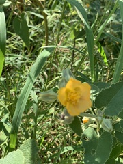 Allowissadula lozanoi