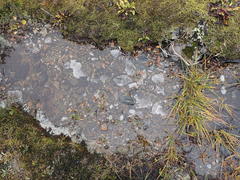 Amygdalaria consentiens