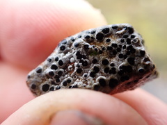 Amygdalaria consentiens