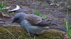 Passer diffusus stygiceps