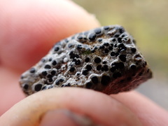 Amygdalaria consentiens