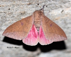 Adeloneivaia subangulata