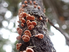 Lachnellula subtilissima