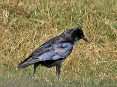 Corvus capensis capensis