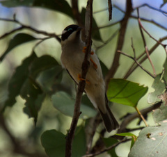 Melithreptus gularis