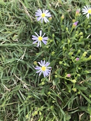 Symphyotrichum divaricatum