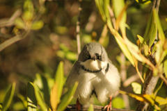 Apalis thoracica capensis