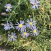 Yard Aster - Photo (c) westonchambers, some rights reserved (CC BY-NC)