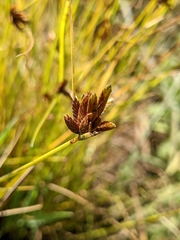 Cyperus niger