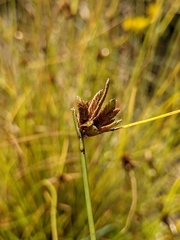 Cyperus niger