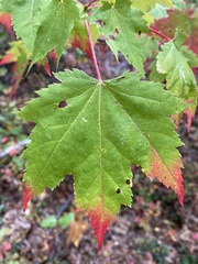 Acer rubrum rubrum