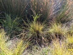 Cyperus niger
