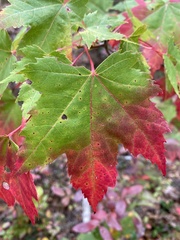 Acer rubrum rubrum