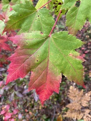 Acer rubrum rubrum