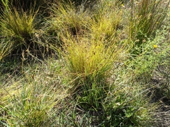 Cyperus niger