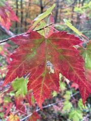 Acer rubrum rubrum