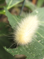 Spilosoma virginica
