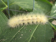 Spilosoma virginica