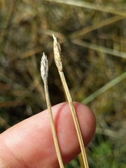 Eleocharis parishii