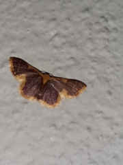 Idaea gemma