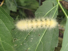 Spilosoma virginica
