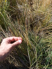 Eleocharis parishii