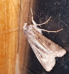 Agrotis munda