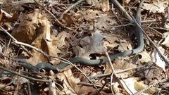 Coluber constrictor foxii