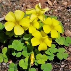 Oxalis sonderiana