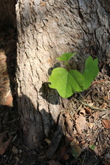 Magnoliopsida