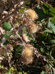 Cirsium douglasii