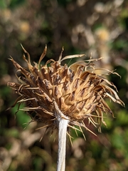 Cirsium douglasii