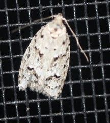 Agriophara velitata