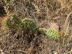 Opuntia cymochila