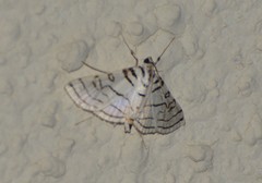 Conchylodes concinnalis
