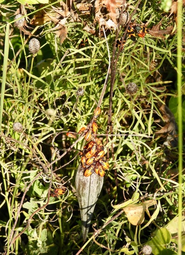 Large Milkweed Bug photographed in New Mexico