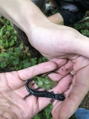 Plethodon cylindraceus