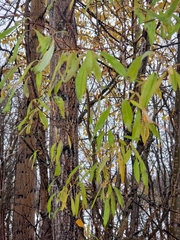 Salix arbusculoides