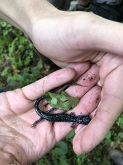 Plethodon cylindraceus