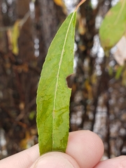 Salix arbusculoides