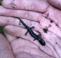 Plethodon cylindraceus