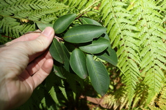 Pilidiostigma glabrum