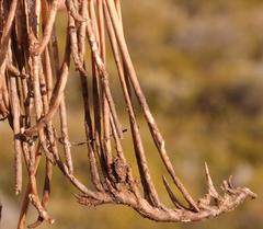 Hypodiscus procurrens