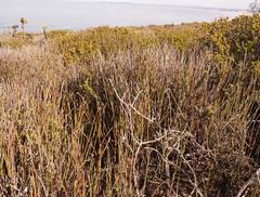 Hypodiscus procurrens